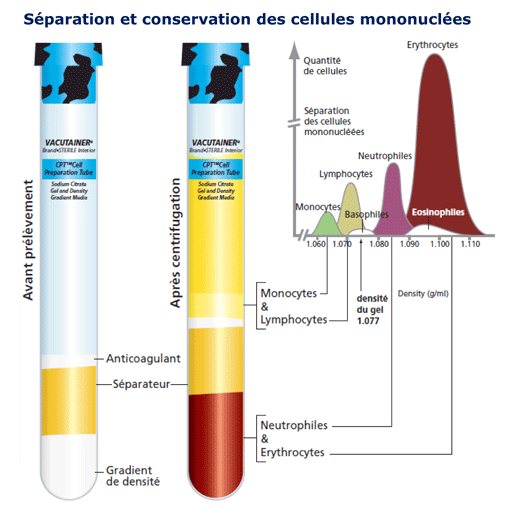 Tubes CPT™ séparation de mononcytes (PBMC) de sang
